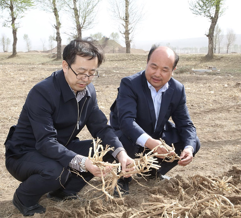 北京盛世龍精準扶貧，共建黃芪種植基地